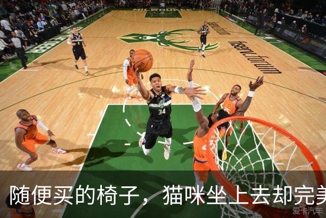 随便买的椅子，猫咪坐上去却完美契合，还以为是量身定做的！